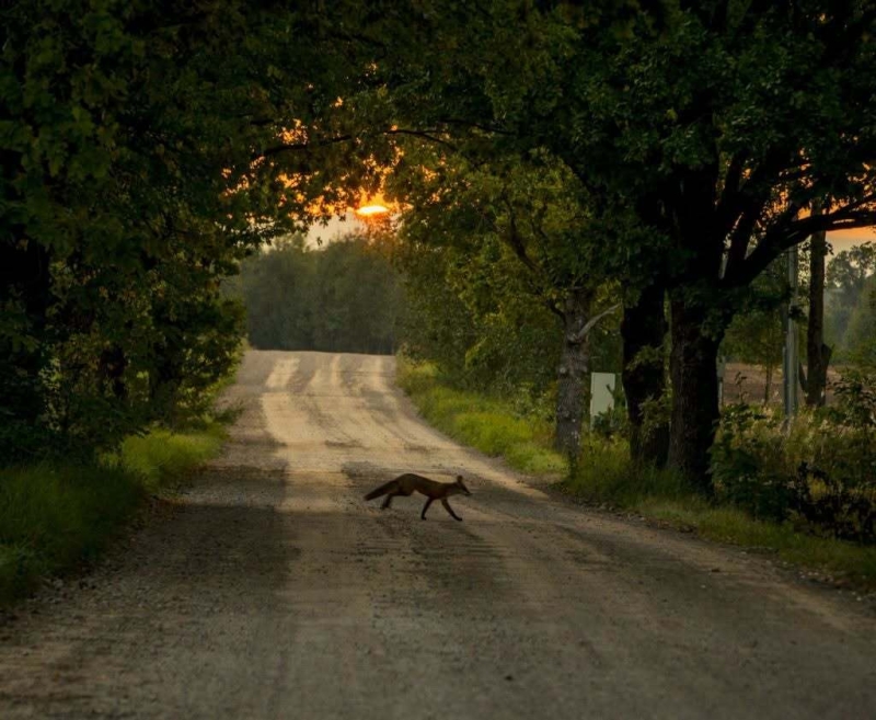 Lietainā laikā, krēslā un nakts stundās dzīvnieki pie autoceļiem iznāk biežāk
