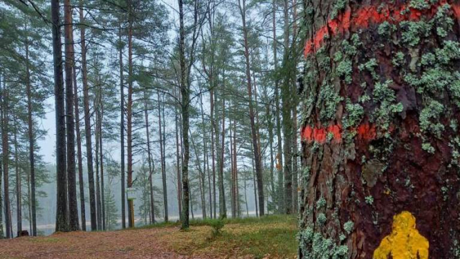 Olimpisko pārgājienu maršruti Latvijas valsts mežos | LRTV sižets