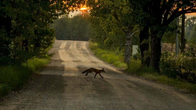 Lietainā laikā, krēslā un nakts stundās dzīvnieki pie autoceļiem iznāk biežāk