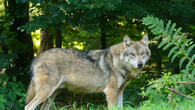Aicina ziņot par vilku uzbrukumiem mājlopiem