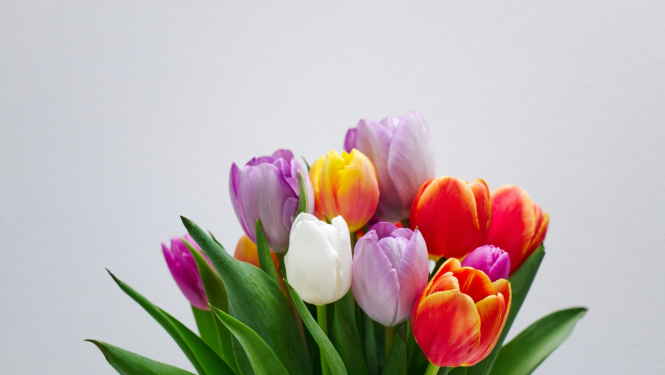 foto tulpes