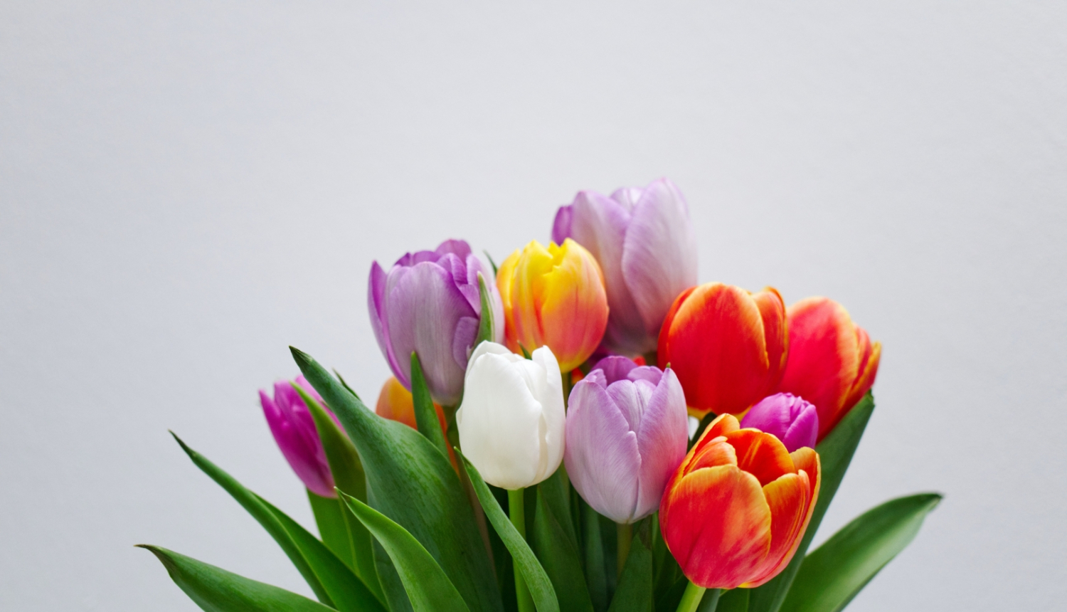 foto tulpes