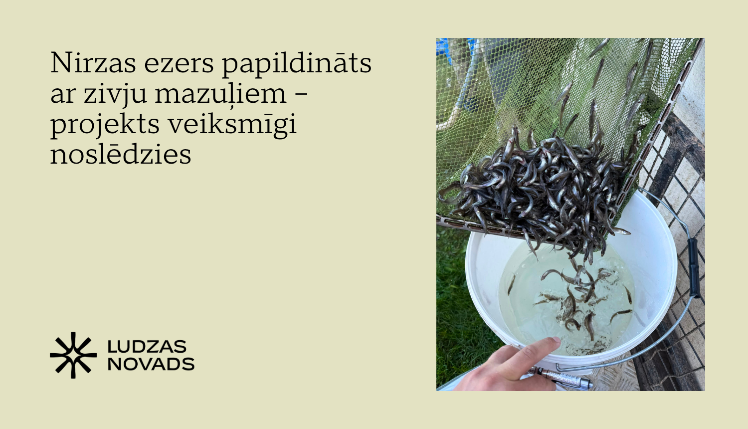 Nirzas ezers papildināts ar zivju mazuļiem – projekts veiksmīgi noslēdzies