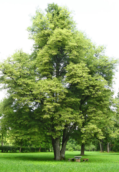 Eversmuižas īpatnā liepa