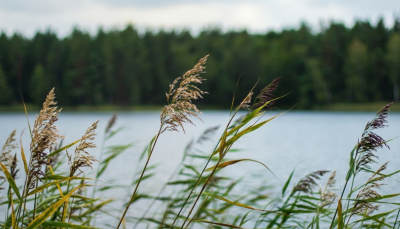 Publicitātes attēls - niedres