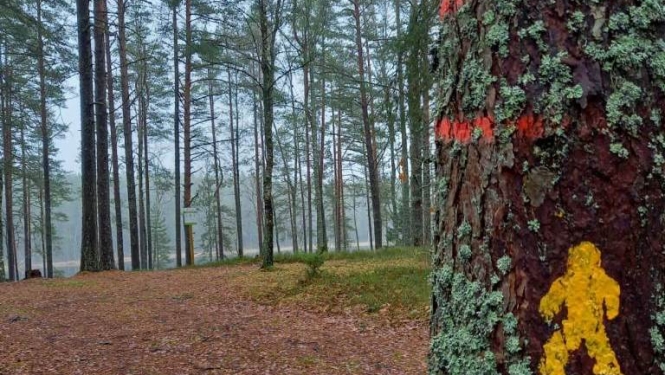 Olimpisko pārgājienu maršruti Latvijas valsts mežos | LRTV sižets