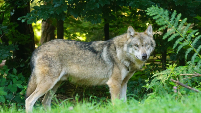 Aicina ziņot par vilku uzbrukumiem mājlopiem
