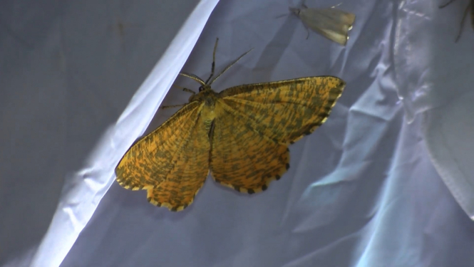 Gājēju sezona Reizi gadā pierobežā vēro naktstauriņus | LRTV sižets