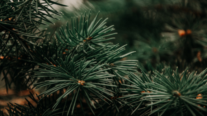 Ludzas novadā konstatēts un reģistrēts dižkoks