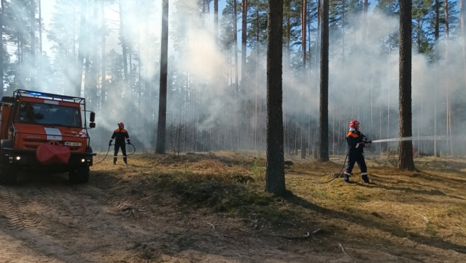 Valsts meža dienesta publicitātes attēls