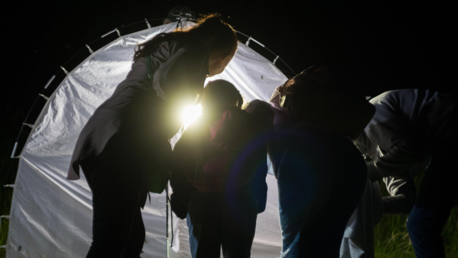 Naktstauriņu vērošana Grebļukalnā