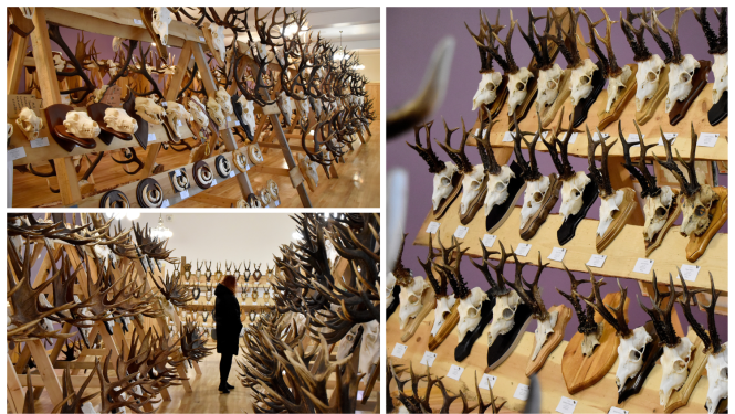 Ziemeļlatgales reģionālā medību trofeju izstāde “Ludza 2025” Ludzas KN