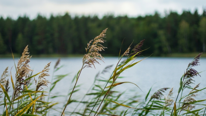Publicitātes attēls - niedres