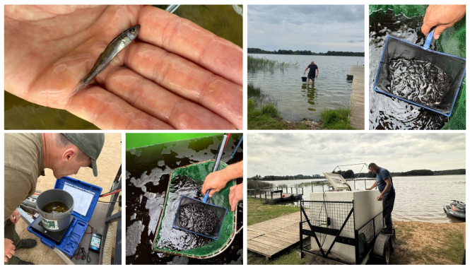 Publicitātes attēls