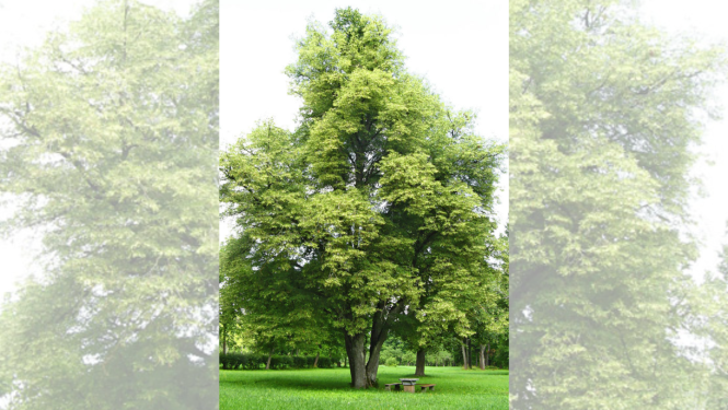 Ludzas novads turpina iesaisti projektā “LIFE Osmo Baltic”