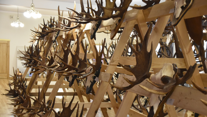 Ziemeļlatgales reģionālā medību trofeju izstāde “Ludza 2025”