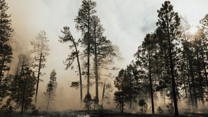 Mežos visā Latvijā ir augsta ugunsbīstamība