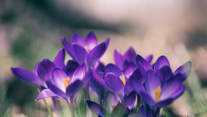 krokusi