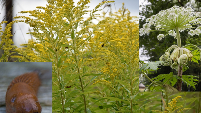 Projekta aktivitātes