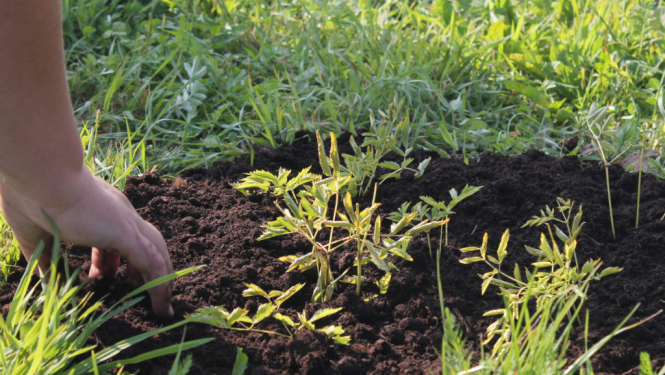 Gaismas dārzs Ludzai kļūst vēl krāšņāks un košāks!