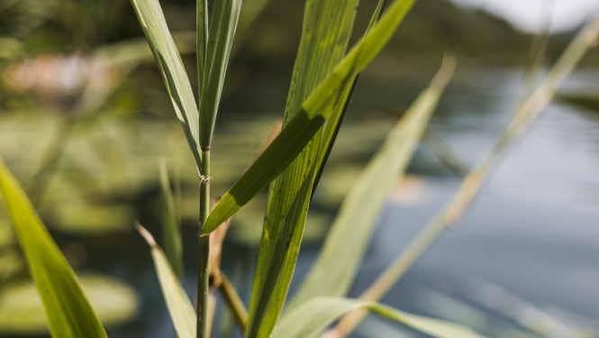 Ilustratīvs attēls