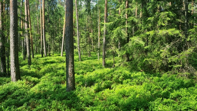Dabas liegums PEČORA EZERA MEŽI. Foto Fanija Šitca