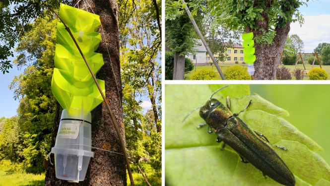 Publicitātes attēls