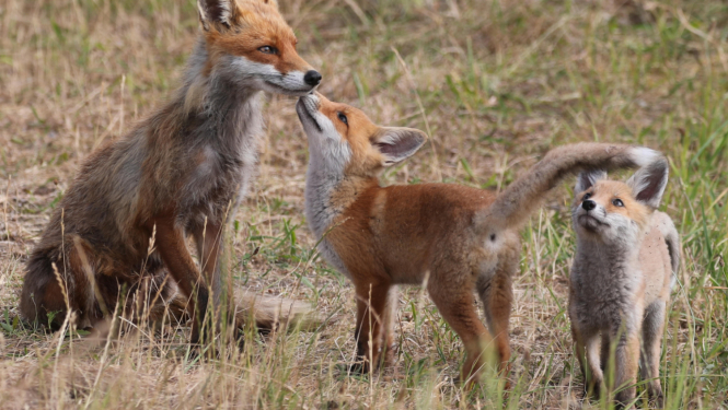 Foto no pexels.com. Attēlam ir ilustratīva nozīme.