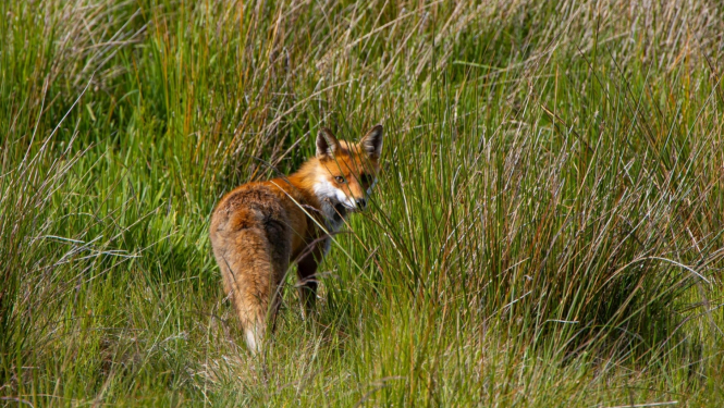 Ilustratīvs attēls