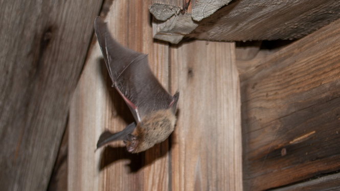 Publicitātes "Vasarā veiktas ēku pārbūves apdraud sikspārņus" attēls