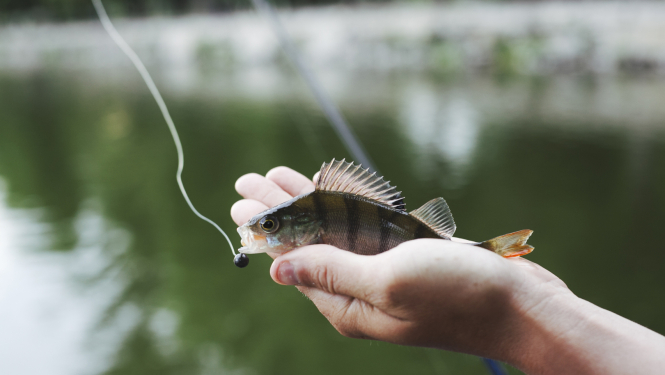 Vizuālis - 7. jūnijā notiks makšķerēšanas sacensības spiningošanā “Vasaras Ludzas zivs 2025”
