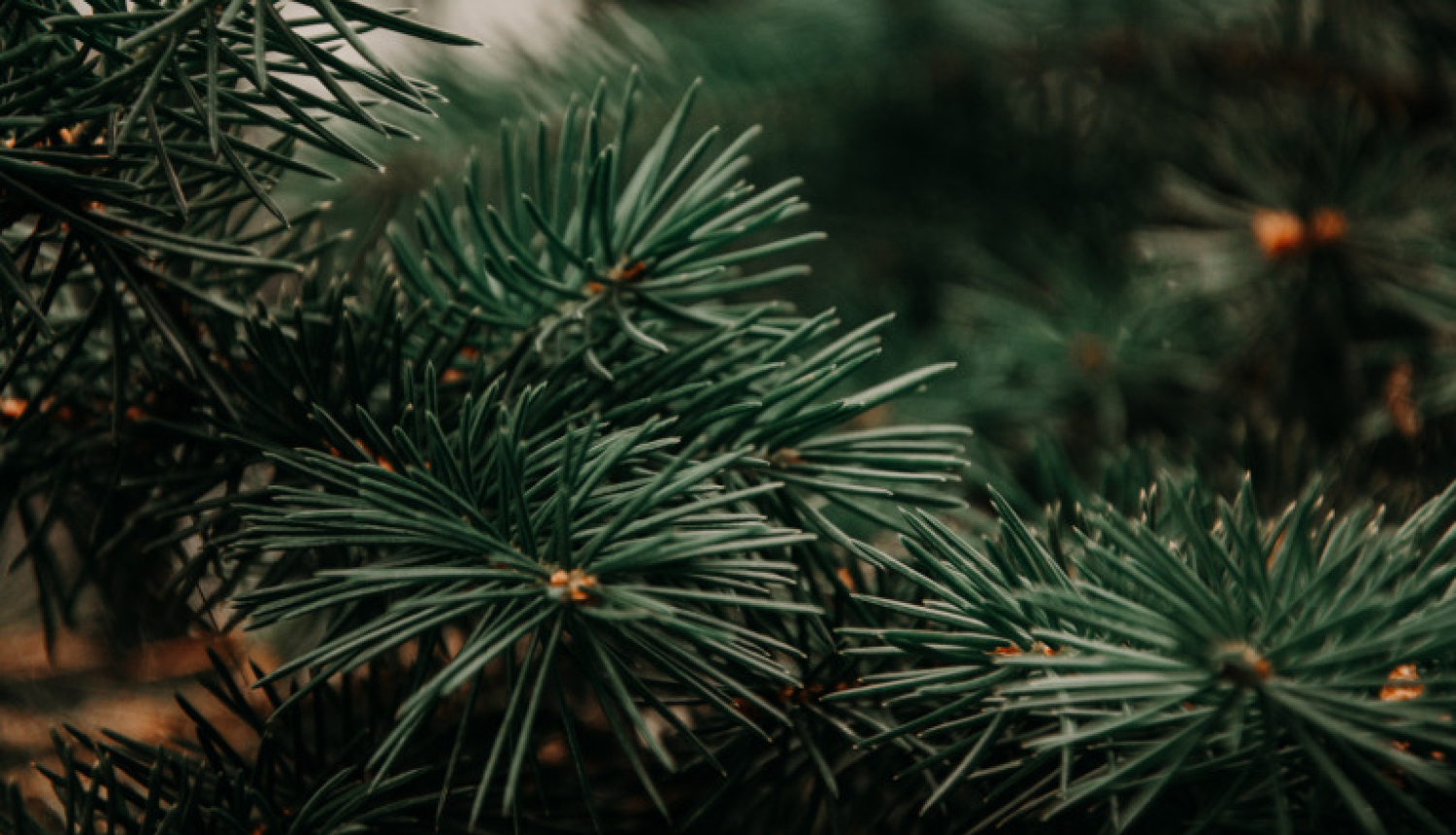 Ludzas novadā konstatēts un reģistrēts dižkoks