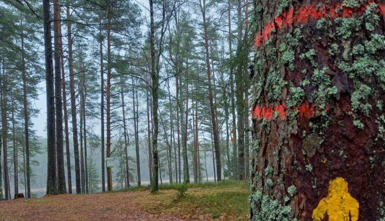 Olimpisko pārgājienu maršruti Latvijas valsts mežos | LRTV sižets