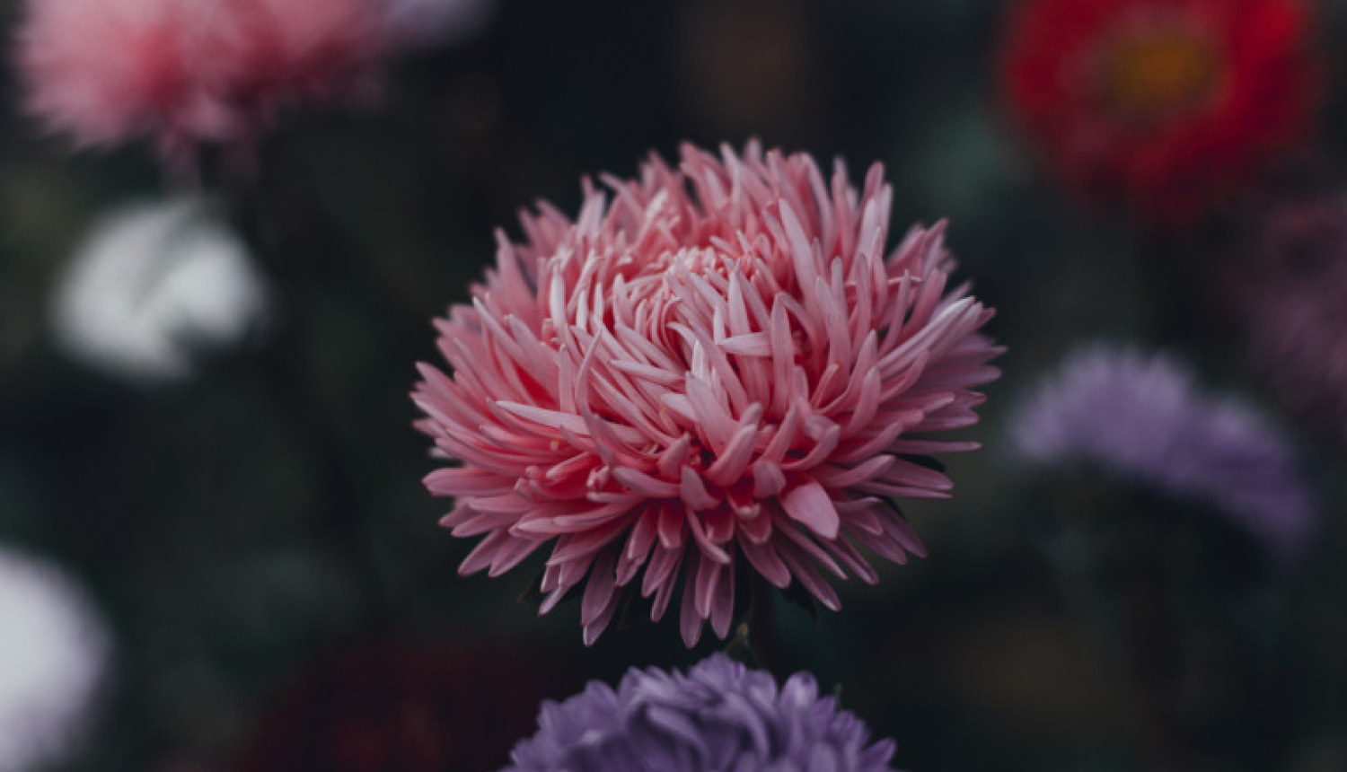 Ludzas novada pašvaldības domes priekšsēdētāja Edgara Mekša apsveikums Zinību dienā