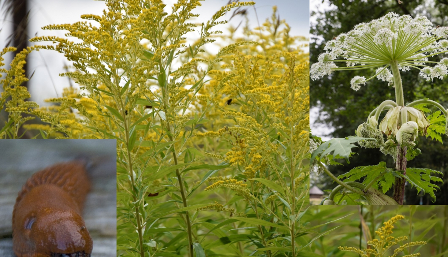 Projekta aktivitātes