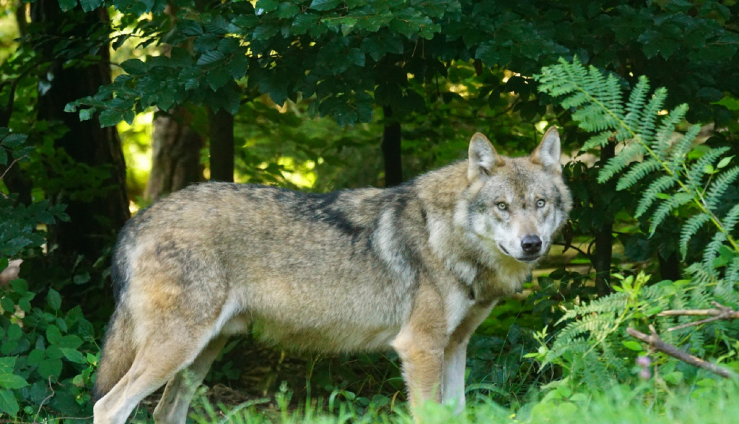 Aicina ziņot par vilku uzbrukumiem mājlopiem