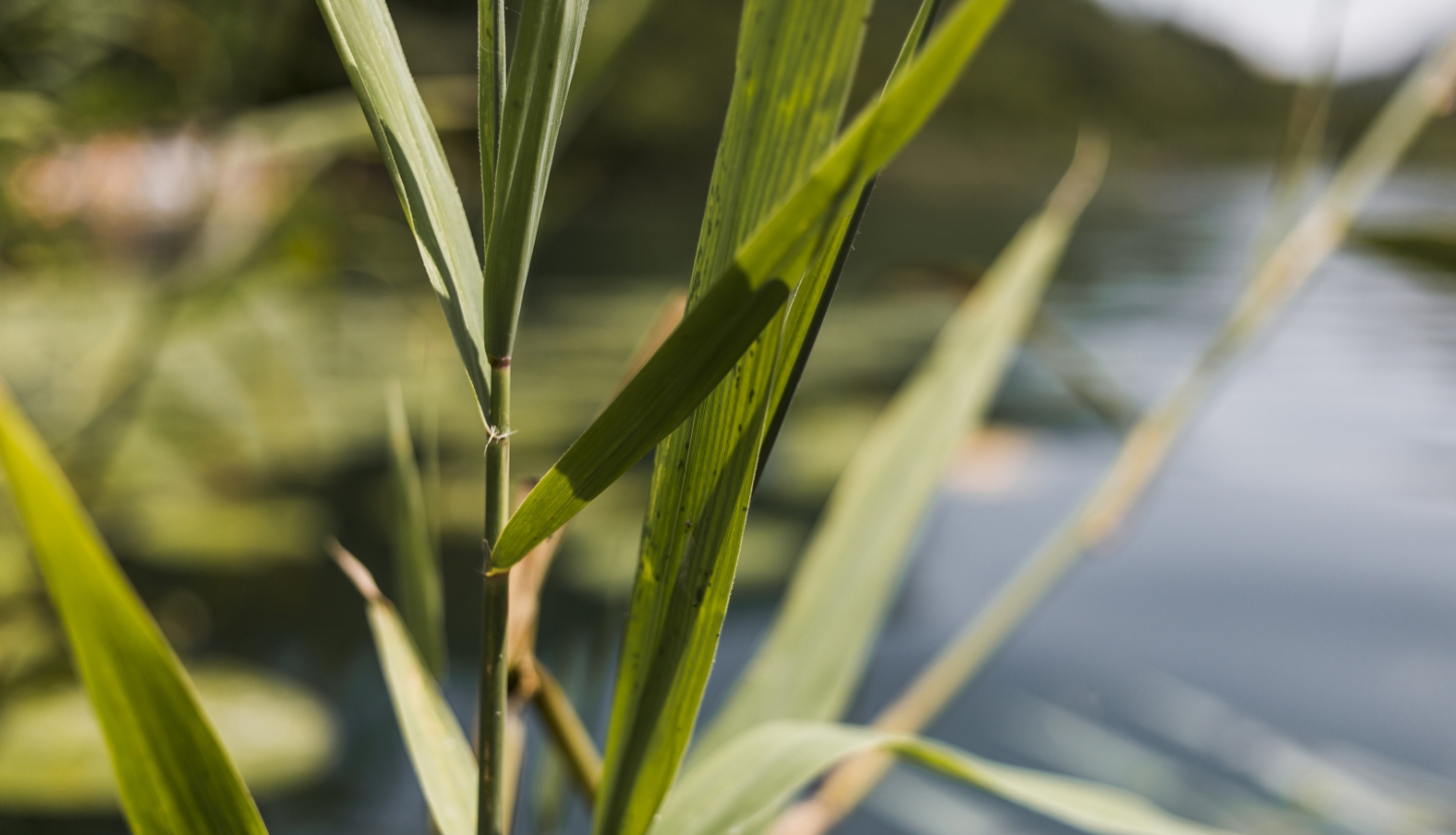 Ilustratīvs attēls