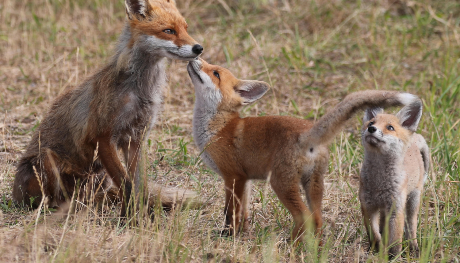 Foto no pexels.com. Attēlam ir ilustratīva nozīme.