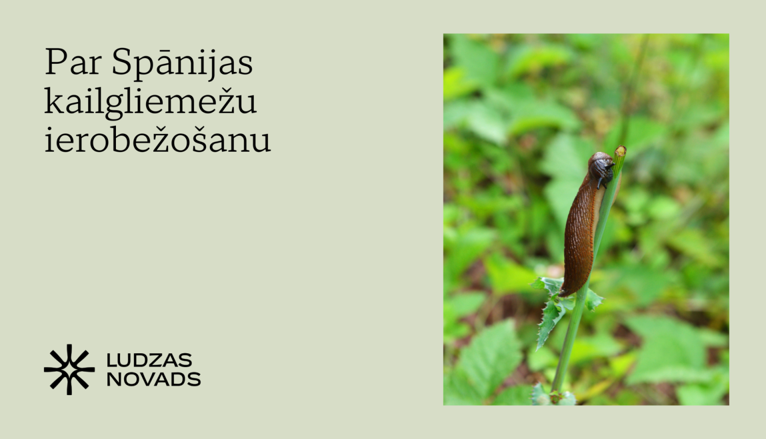 Par Spānijas kailgliemežu ierobežošanu
