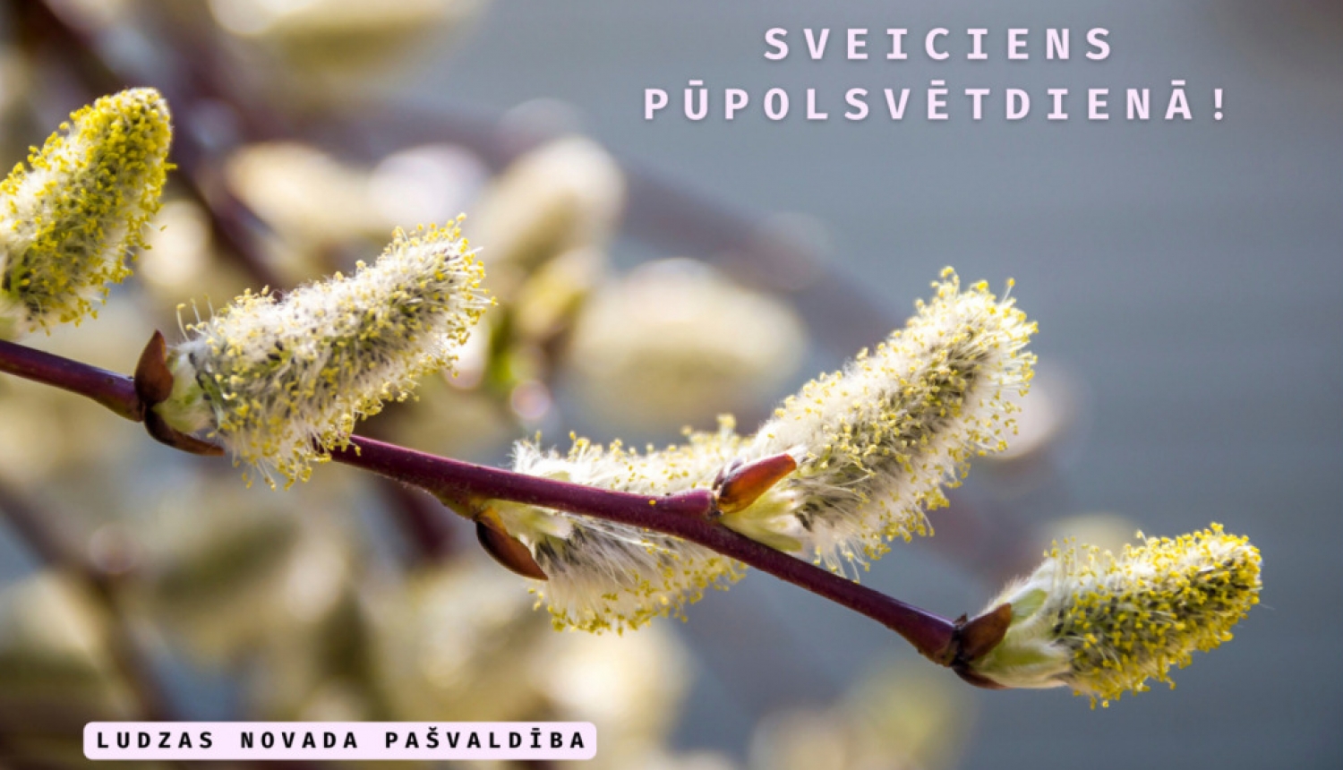 Sveiciens Pūpolsvētdienā!