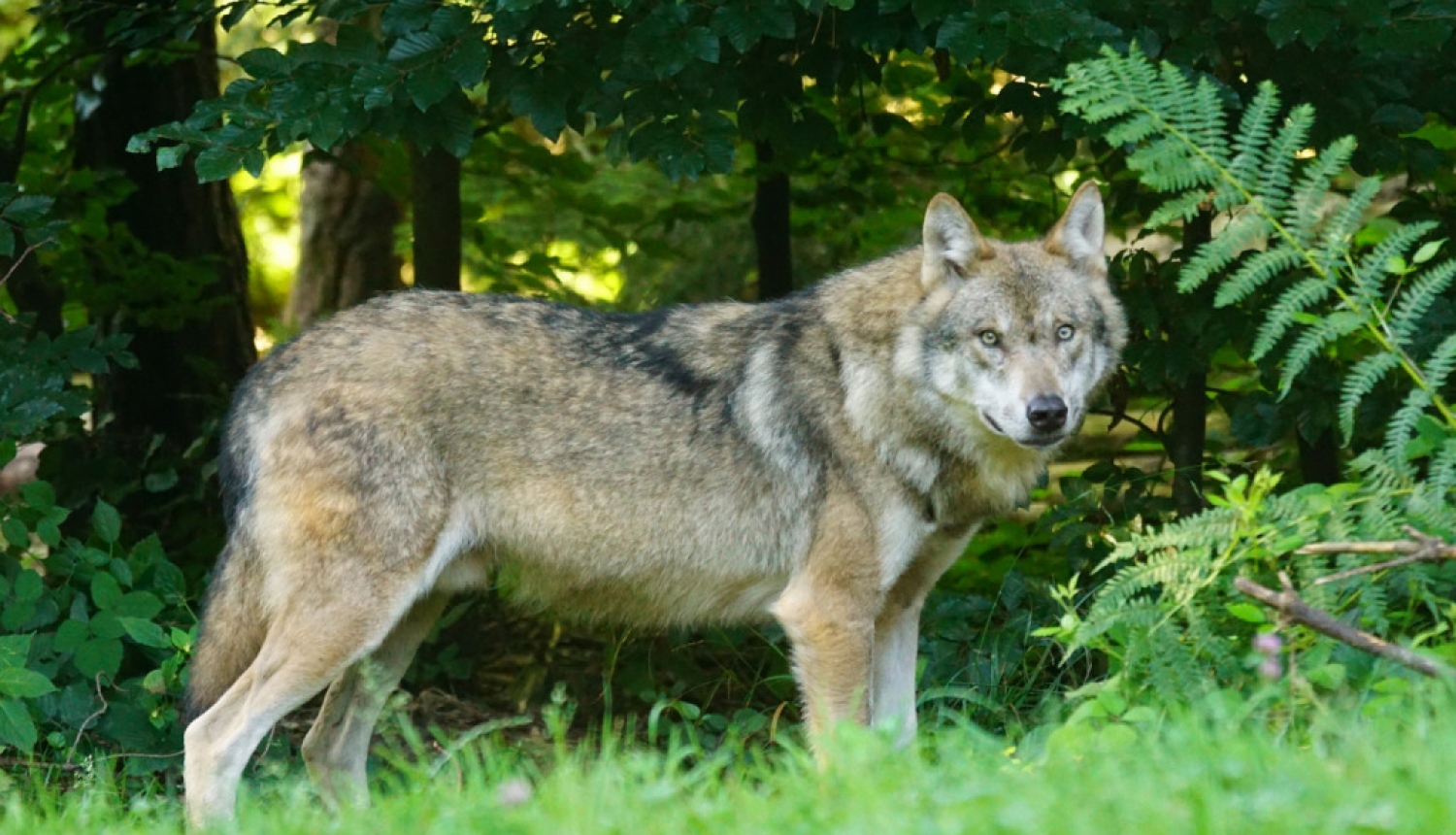 Aicina ziņot par vilku uzbrukumiem mājlopiem